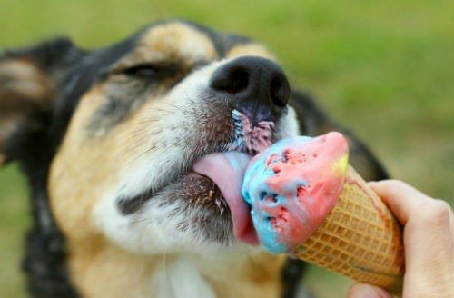 receitas de sorvete para cães
