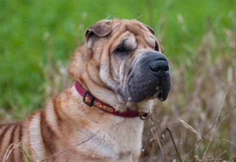 Sharpei breed dogs