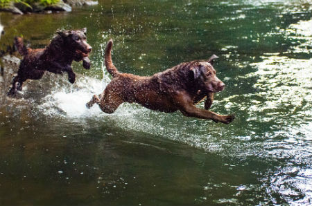 Chesapeake_retriever_characteristics