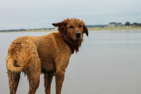 chesapeake_retriever