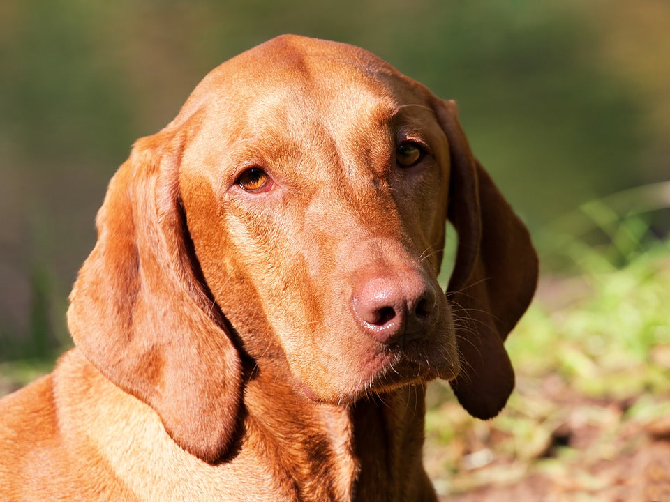 Vizsla ou ponteiro húngaro