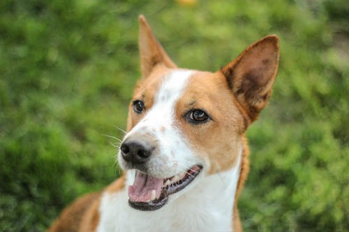 Origem da raça basenji