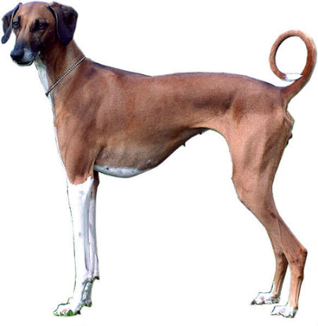 galgo_africano