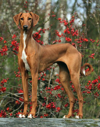 azawakh_dog_breed