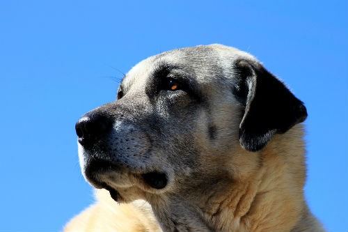 turkish shepherd dog