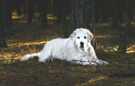 Kuvasz breed