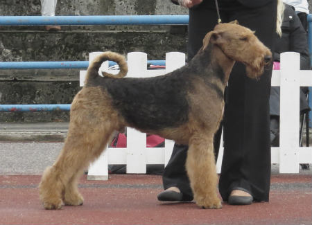 Airedale terrier anglais