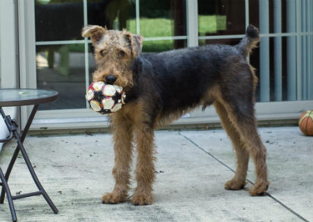 train Airedale Terrier