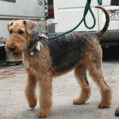 Airedale Terrier characteristics