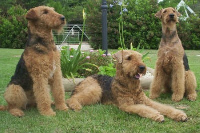 Airedale Terrier care