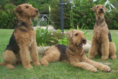 Cuidados com o Airedale Terrier