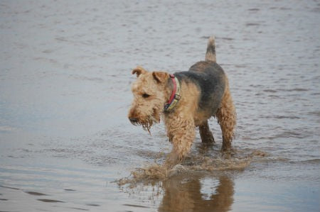 historia Airedale Terrier