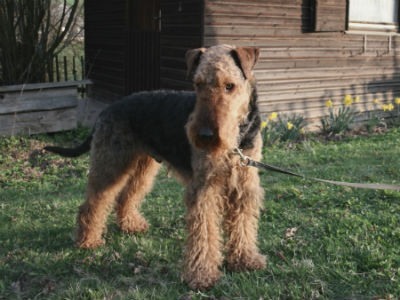perro Airedale Terrier