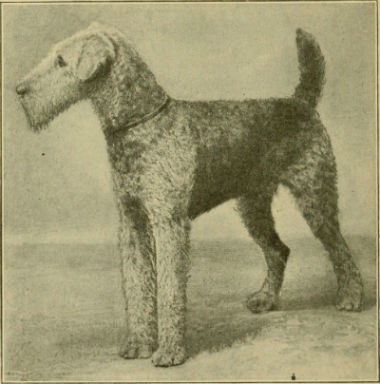 origin of the Airedale Terrier