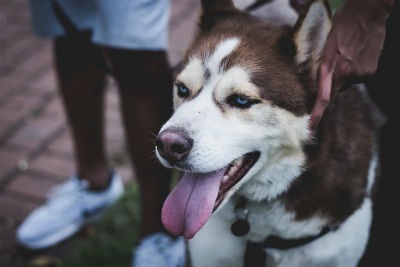 Husky Siberiano, la race de chien originaire de la Sibérie – Lobo Azul