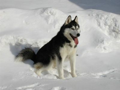 History and origin of the Siberian Husky dog