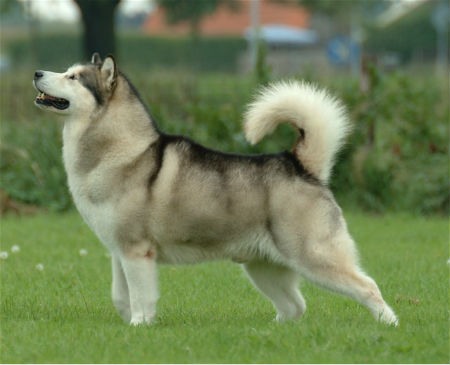 Características corporais do Malamute do Alasca