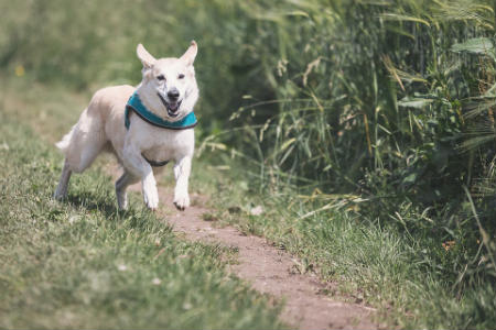 strengthen your dog's defenses