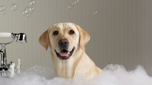 bathe dog