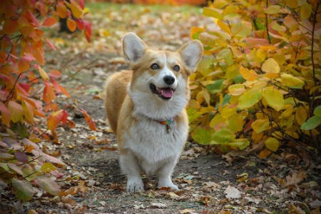 Corgi Galês Pembroke