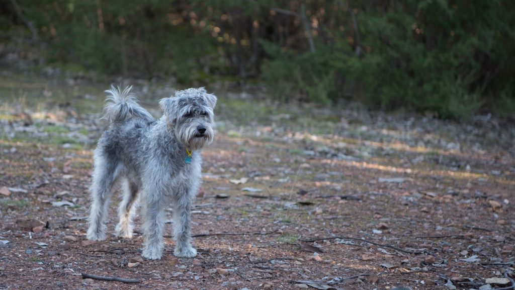 Cuidados com Schnoodle