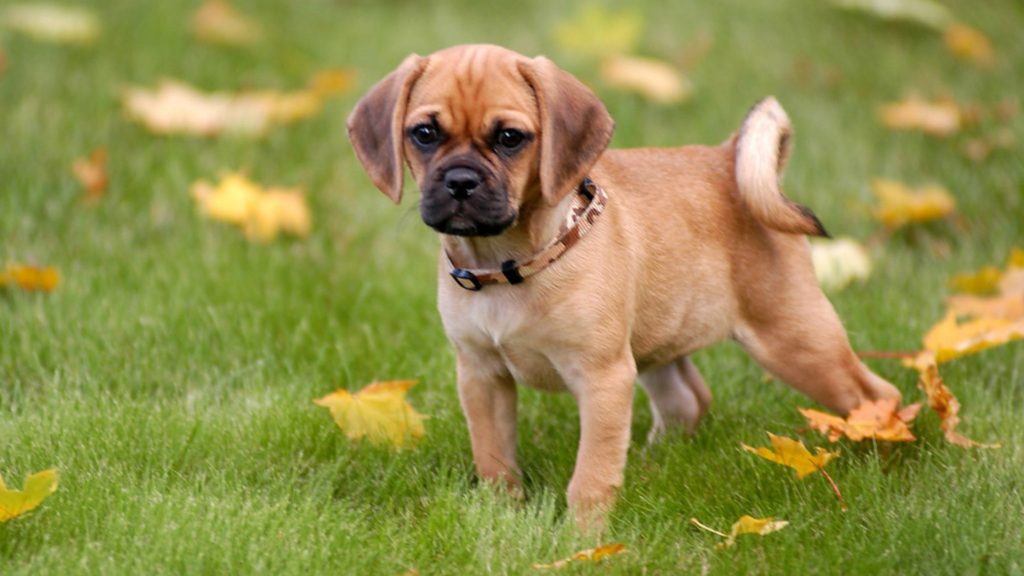 Cuidados com os puggles