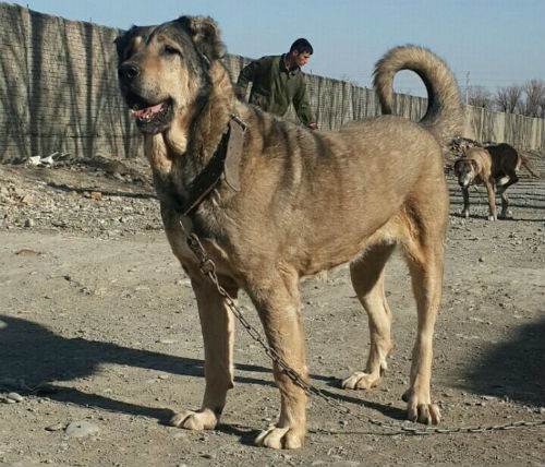 nourriture que votre chien ne devrait pas manger