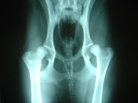 canine hip dysplasia