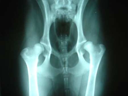 Dysplasie de la hanche canine