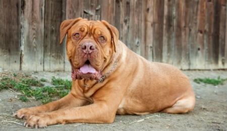 raça dogue de bordeaux