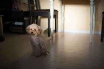 Educação e treinamento do Poodle