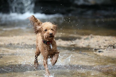 Temperamento de Caniche