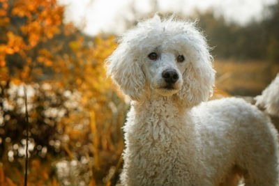 História do Caniche