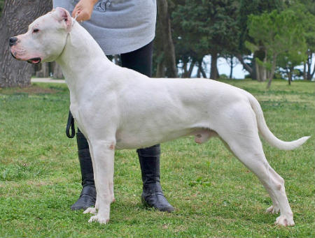 Argentine fighting dog