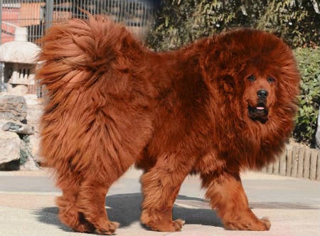 adopt a tibetan mastiff