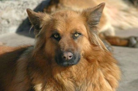 Garafiano Shepherd breed