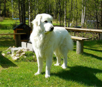 Le chien de montagne des Pyrénées | Origine, caractéristiques et bien ...