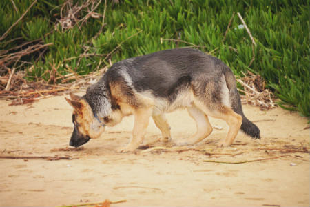 L'odeur des chiens