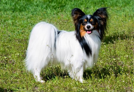 Chien de papillon