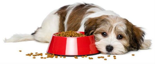 bad canine diet