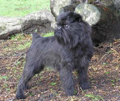 Cuidados com o Griffon Belga