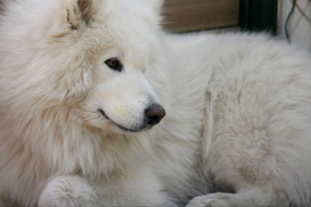 Samoyed breed