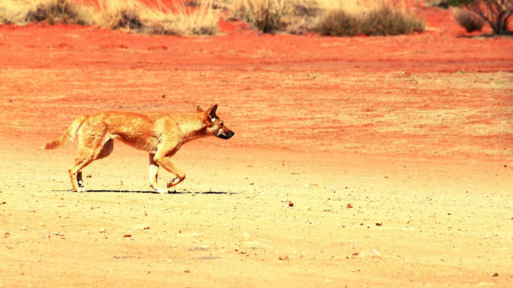 História do Dingo