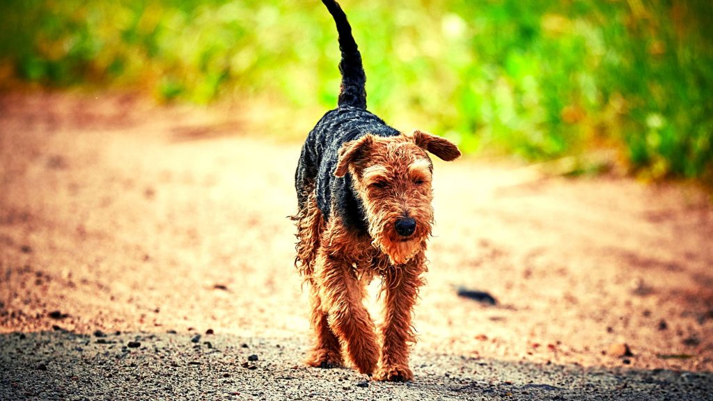 History of the Welsh Terrier