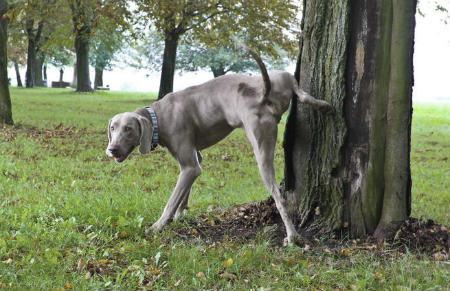 Insuffisance rénale chez les chiens