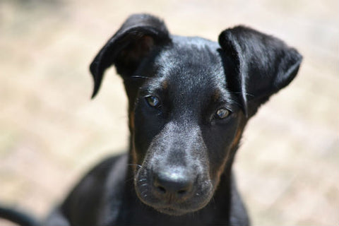 beauceron puppy