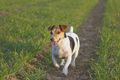 Jack Russell Terrier hunting dog