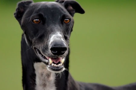 English Greyhound dog