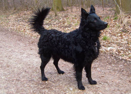 croatia shepherd breed