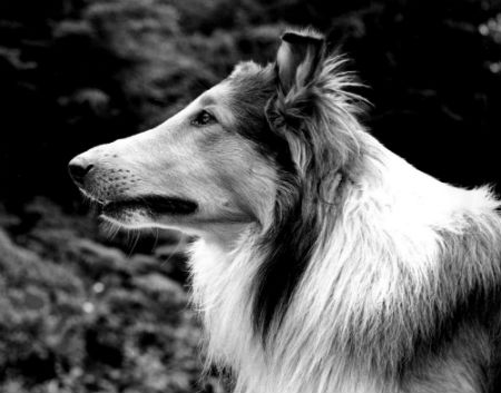 Lassie, volte para casa